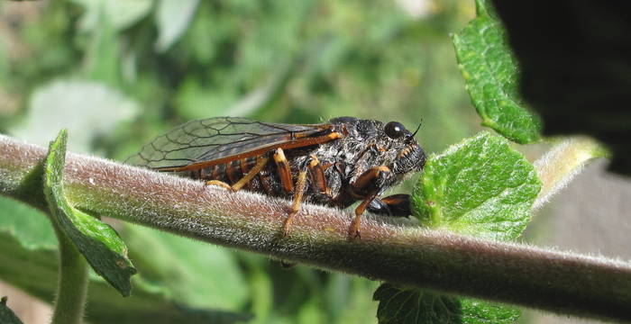 Cicadetta montana © Thomas Hertach