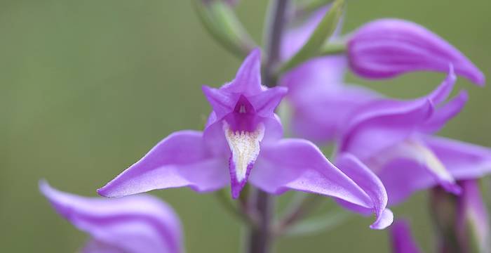 Cephalanthera rubra