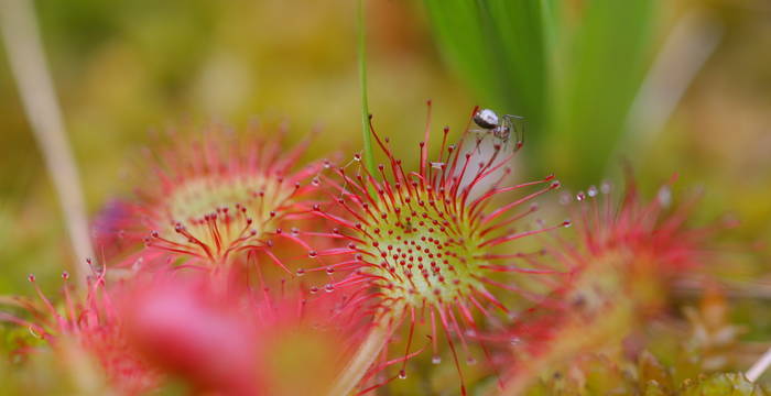 Drosera rotundifolia