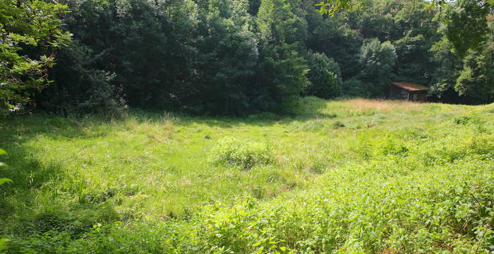 Zona aperta alla Palude di San Martino a Vezia