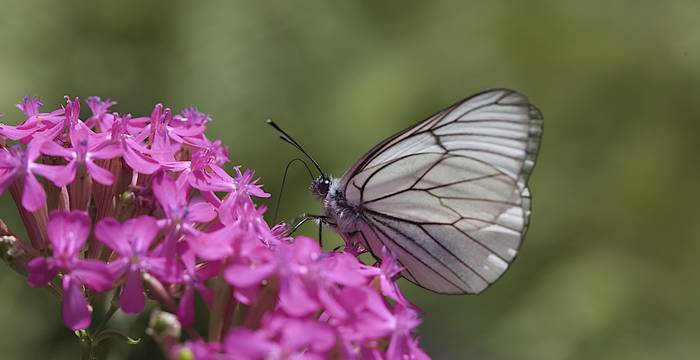 Pieride del biancospino su Silene armeria