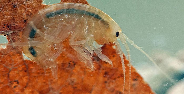 Gammaro dei fossi © Verena Lubini
