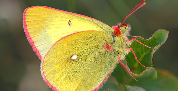 Colias palaeno maschio © Andrea Persico