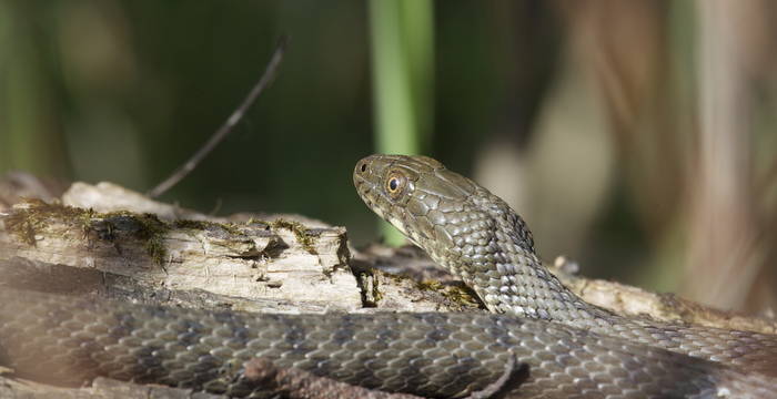 Natrice tassellata © Andrea Persico