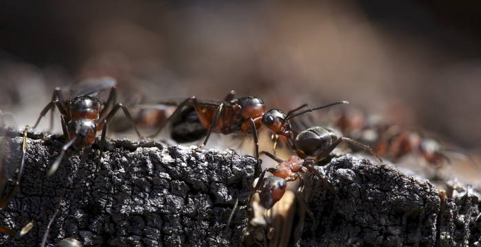 Formica cf. lugubris © Andrea Persico