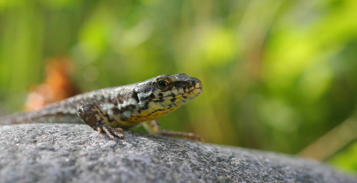 Lucertola muraiola