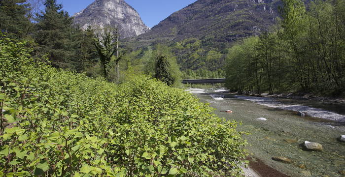 Poligono del Giappone lungo un corso d'acqua