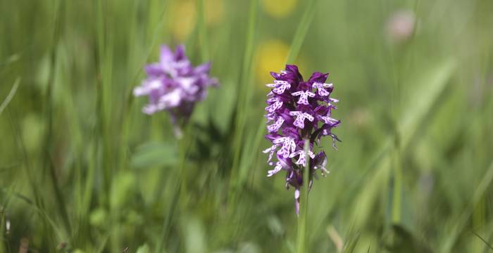 Orchis ustulata ibrida