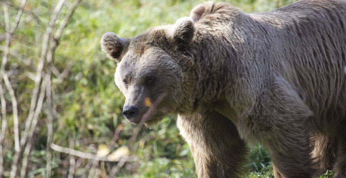 Orso bruno © Andrea Persico