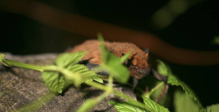 Pipistrello albolimbato © Andrea Persico