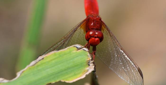 Crocothemis erythraea