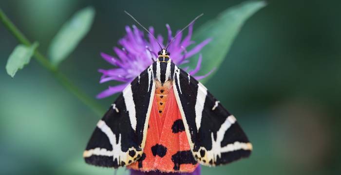 Euplagia quadripunctaria © Andrea Persico