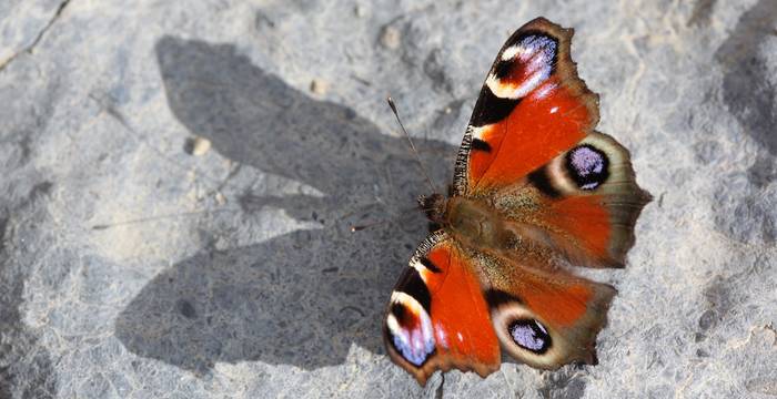 Inachis io © Andrea Persico