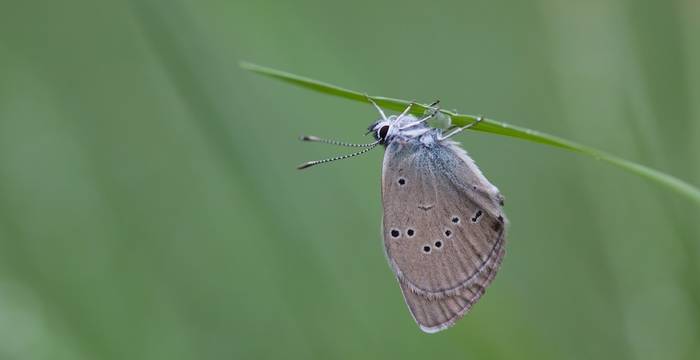 Polyommatus semiargus © Andrea Persico