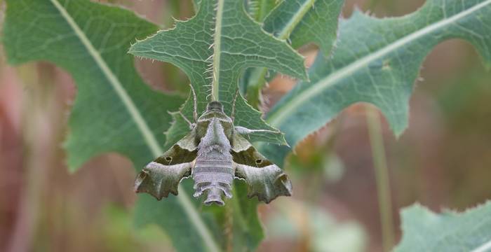 Proserpinus proserpina © Andrea Persico