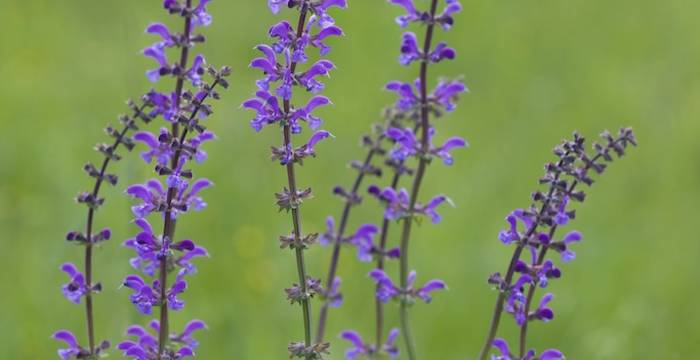 Salvia pratensis © Andrea Persico