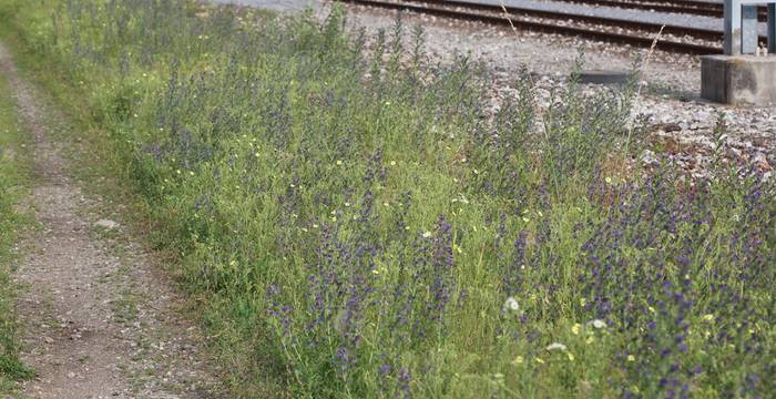 Scarpate ferroviarie colorate © Andrea Persico