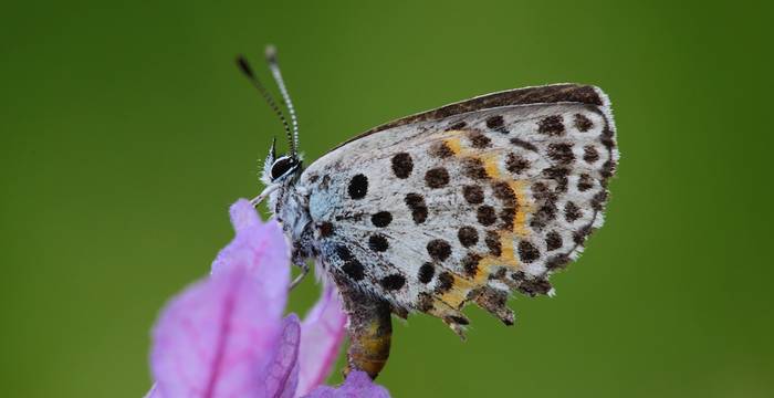 Scolitantides orion © Andrea Persico