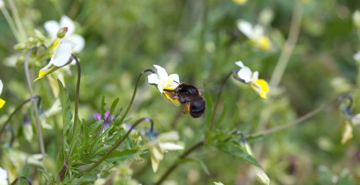 Ape selvatica su viola