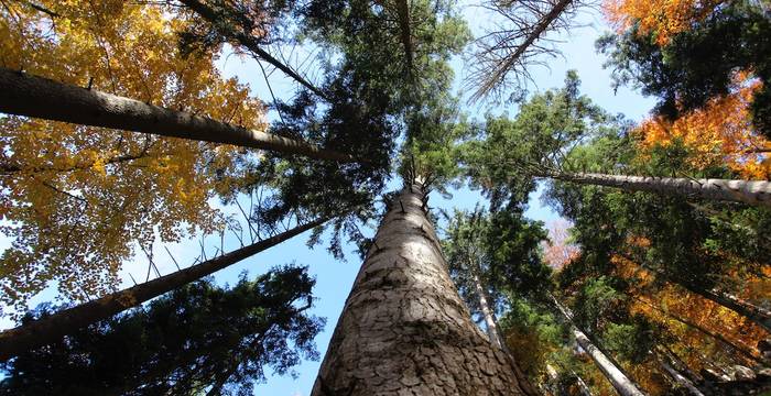 Come vede il bosco un insetto