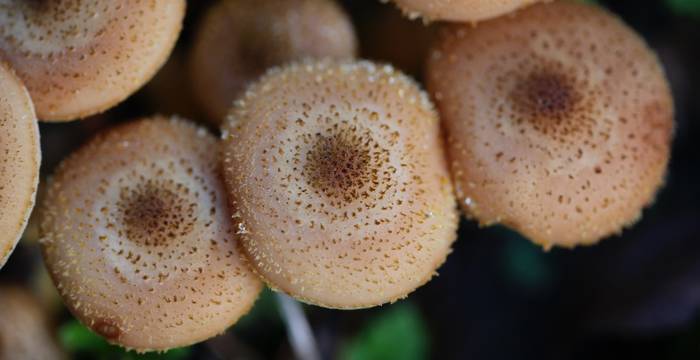 Funghi © Andrea Persico