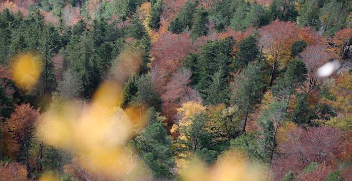 I colori dell'autunno