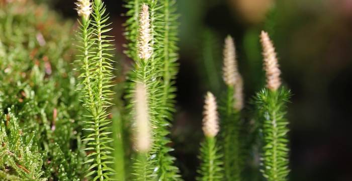 Licopodium annotinum © Andrea Persico