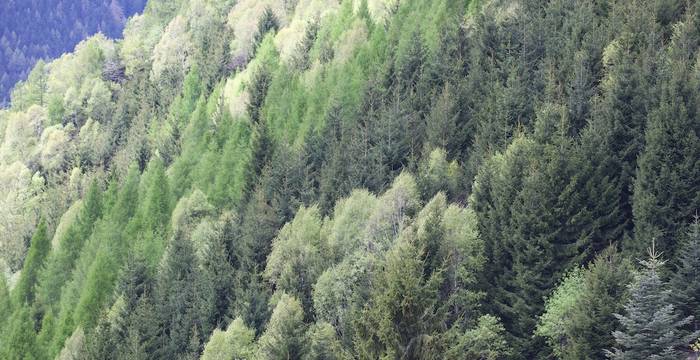 Sfumature di verde