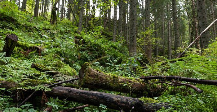 Foresta © Matthias Sorg