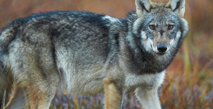 Lupo © Biosphoto Niko Pekonen