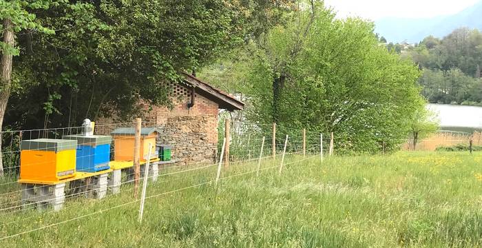 Apiario_muzzano_cr_silvia_bernasconi