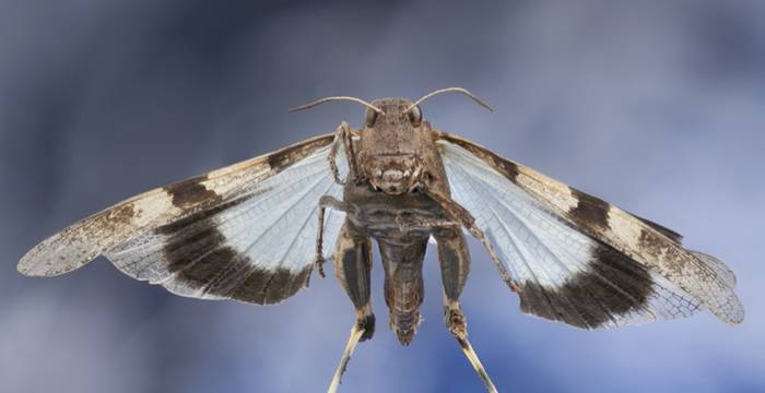 Cavalletta celeste