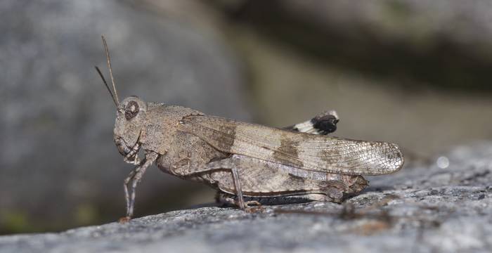 Cavalletta celeste (Oedipoda caerulescens)