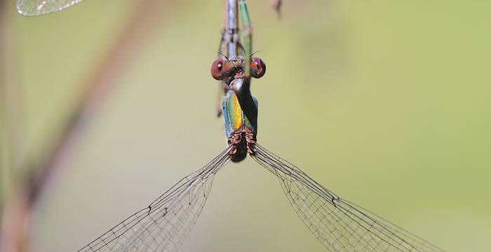 Libellula durante l'accoppiamento