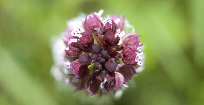 Orchidea ustulata