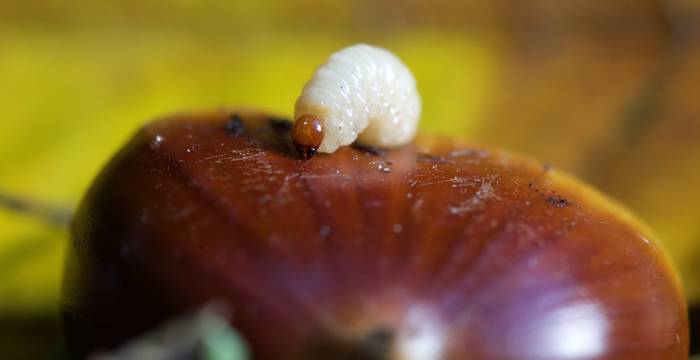 Larva di balanino