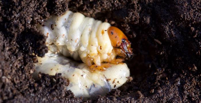Larva di cervo volante