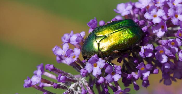 Cetonia aurata