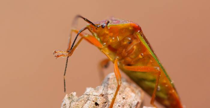 Cimice