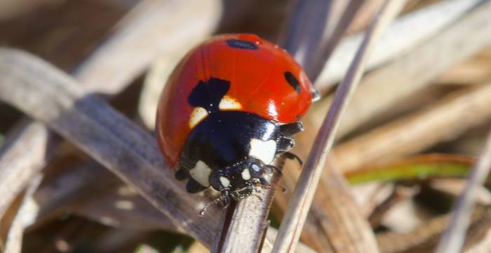 Coccinella