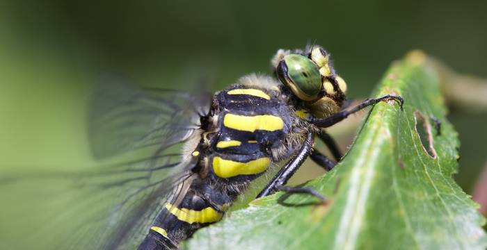 Cordulegaster boltonii