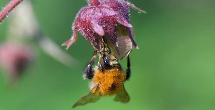 Geum rivale e bombo