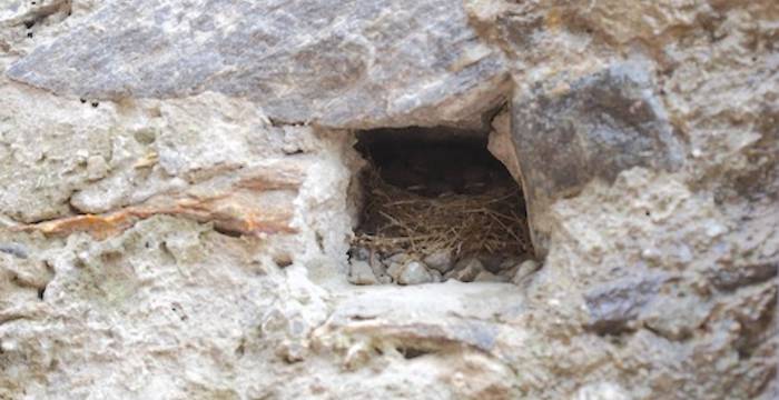 Nido in un buco nel muro