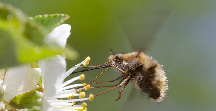 Bombylius