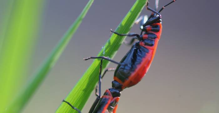 Pirrhocoris apterus