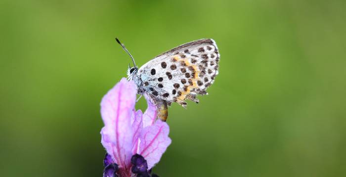 Scolitantides orion