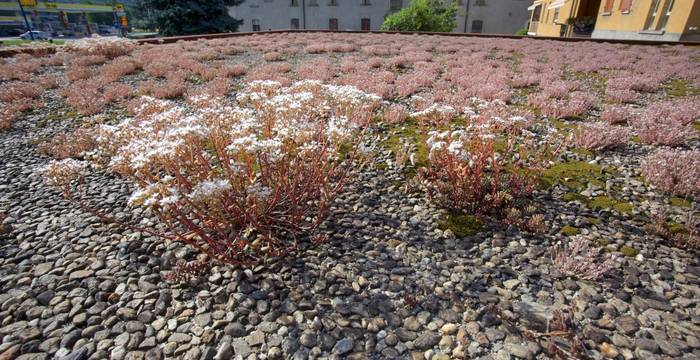 Tetto piano con vegetazione