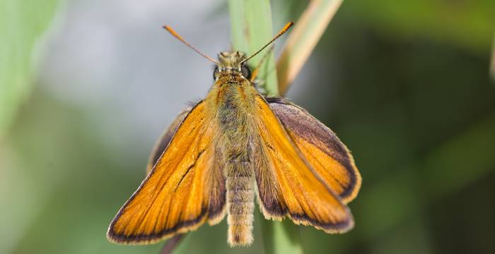 Thymelicus