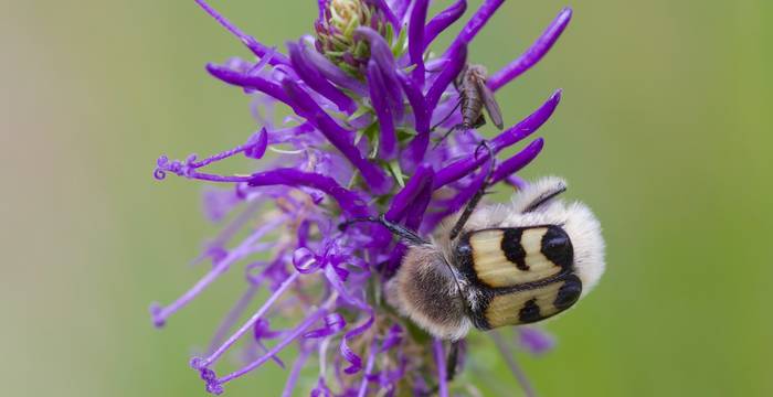 Trichius fasciatus