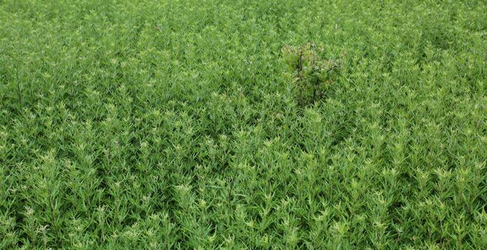 Artemisia verlotiorum